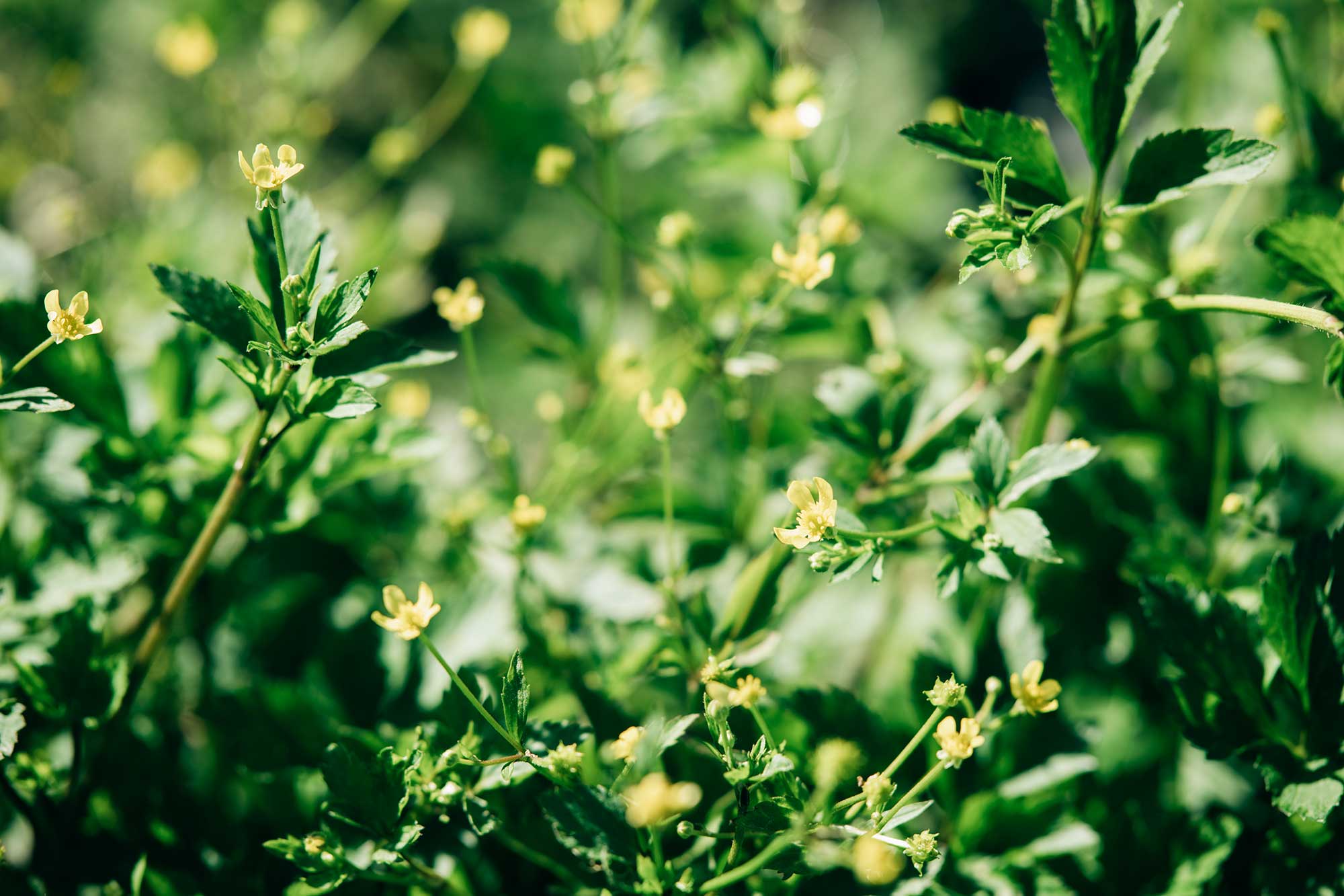 熊本・南阿蘇の手作り石鹸 Ladybug —レディバグ—